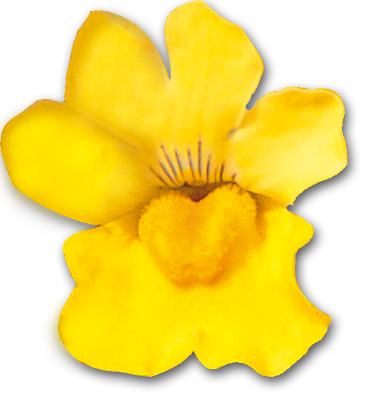 Cattleya (520x560)
