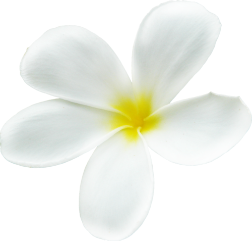 Exotic Flowers - Frangipani (500x477)
