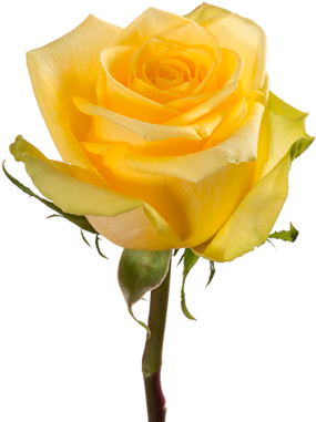 Stardust - Stardust Rose (380x430)