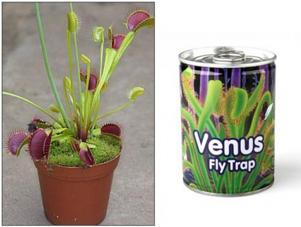 Venus Fly Trap (600x600)