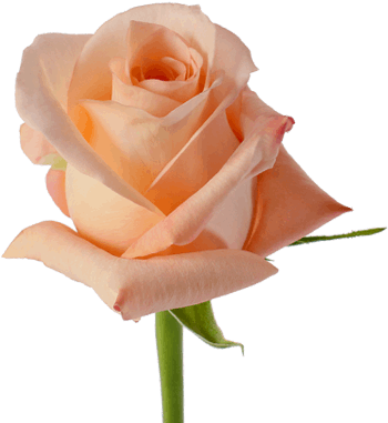 Peach Engagement - Floribunda (380x430)