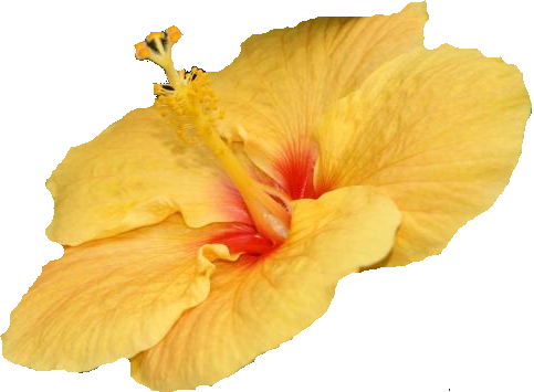 Ibiscus Jaune - Hibiscus Amarillo (483x355)