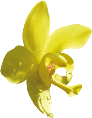 18517 - Cattleya (315x400)