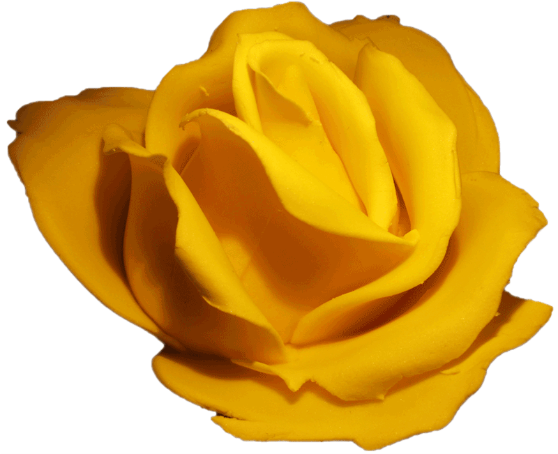 Garden Roses (800x800)