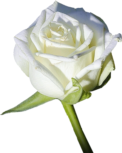 Belles Fleurs Roses Blanches (400x500)