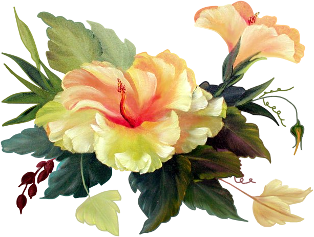 Chinese Hibiscus (617x483)