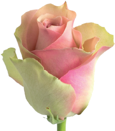 Tweet - Flow Roses (500x500)
