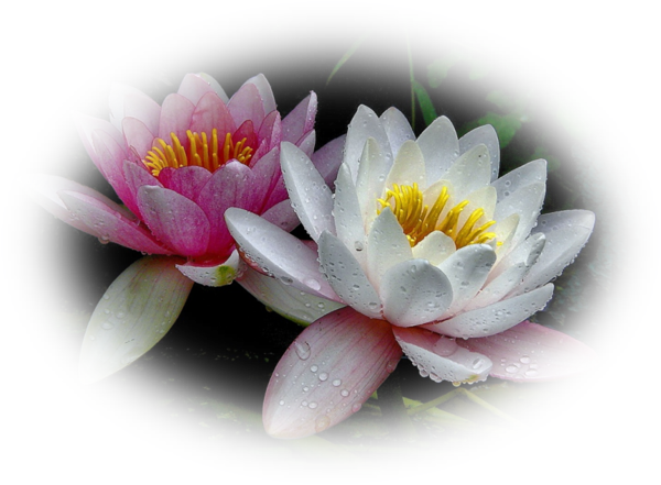Mes Tubes Fleurs - Zen (600x441)