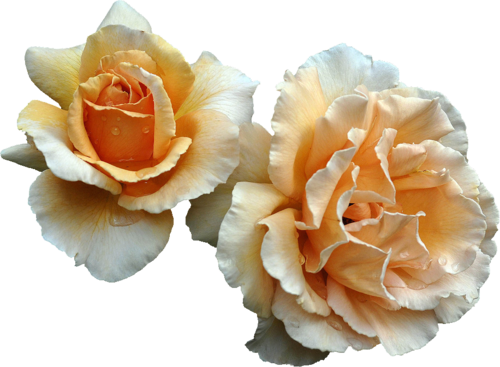 Flowers Image - Orange Flowers Transparent (500x367)