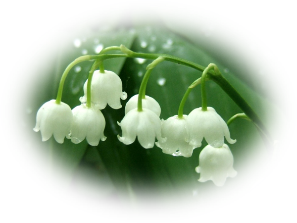 Mes Tubes Fleurs - 100 Pcs Lily Of The Valley Flower Seeds Bell Orchid (600x450)