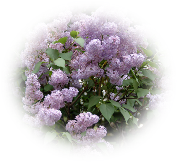Mes Tubes Lilas - Lilas (600x550)