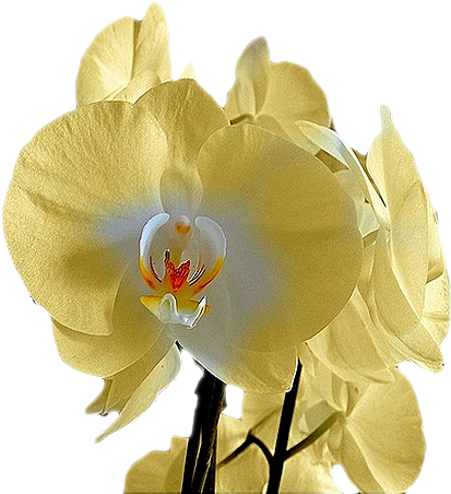 F9f1d8ec - Phalaenopsis Sanderiana (600x480)
