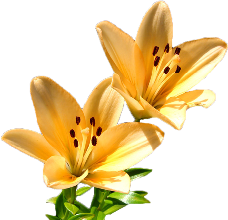 Tubes Fleurs - Orange Lily (500x442)