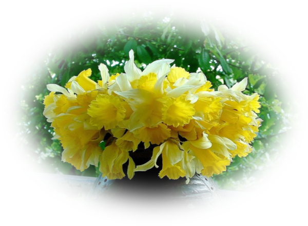 Mes Tubes Fleurs - Chrysanths (600x441)