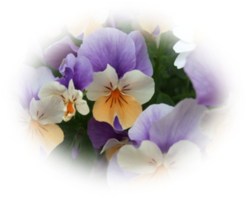 Mes Tubes Fleurs - Pansy (503x403)