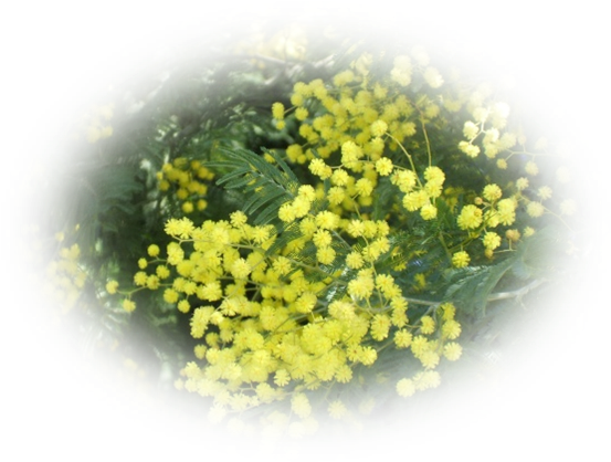 Mes Tubes Fleurs - Cowslip (560x420)