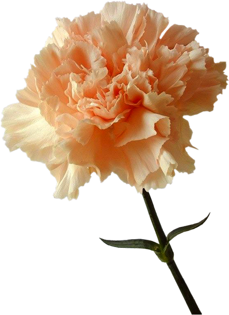 Tubes Fleurs - Oeillet Orange (462x621)
