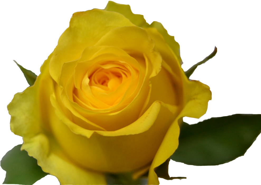 Yellow (1000x714)