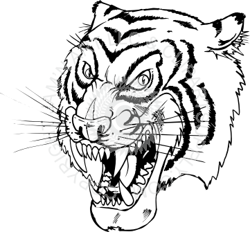 Tiger Facing Left Drawing (361x335)