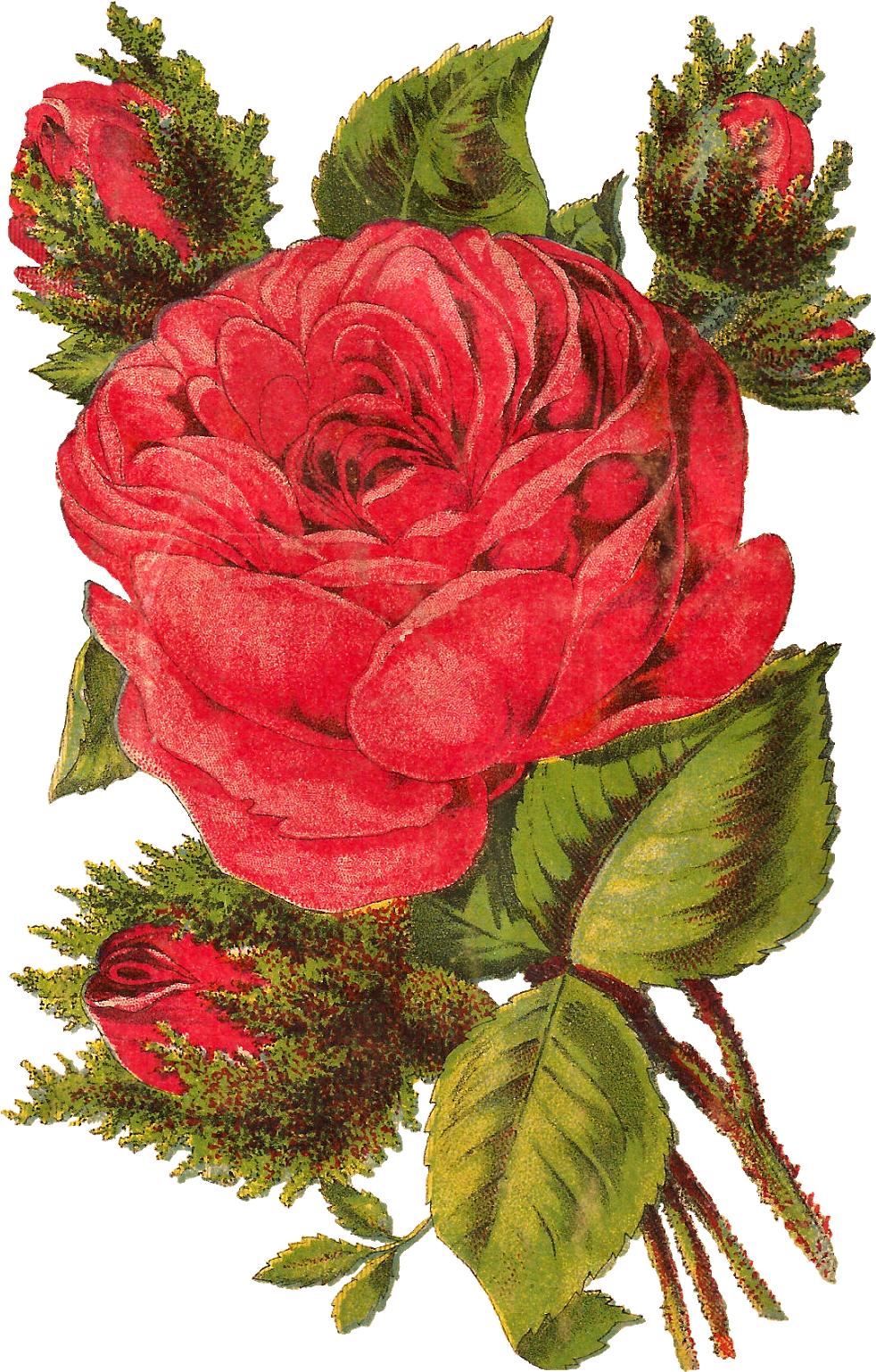 Digital Red Rose Image Download - Rose (1073x1600)