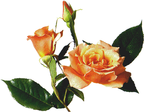 Wedding Camera Roses With Leaf - Rose (500x392)