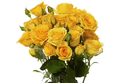 View Larger - Floribunda (445x390)