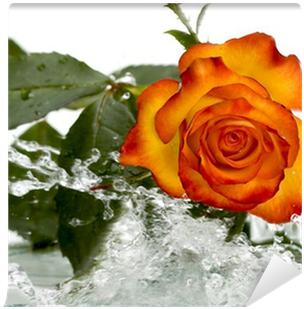 Garden Roses (400x400)