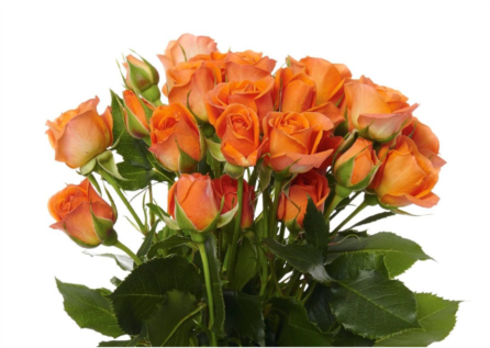 View Larger - Garden Roses (445x390)