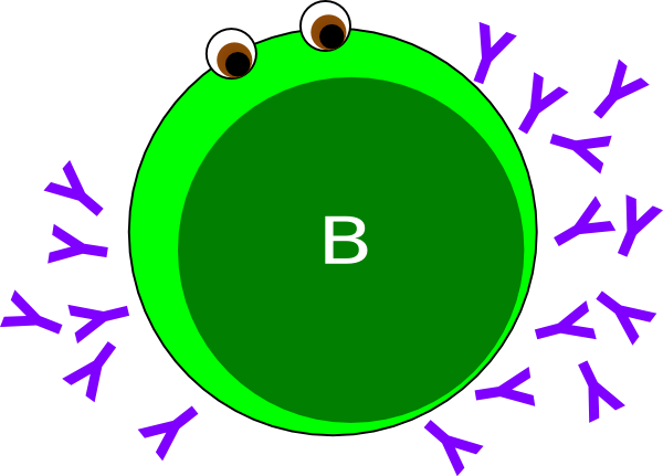 B-cell Green Clip Art - Circle (600x431)
