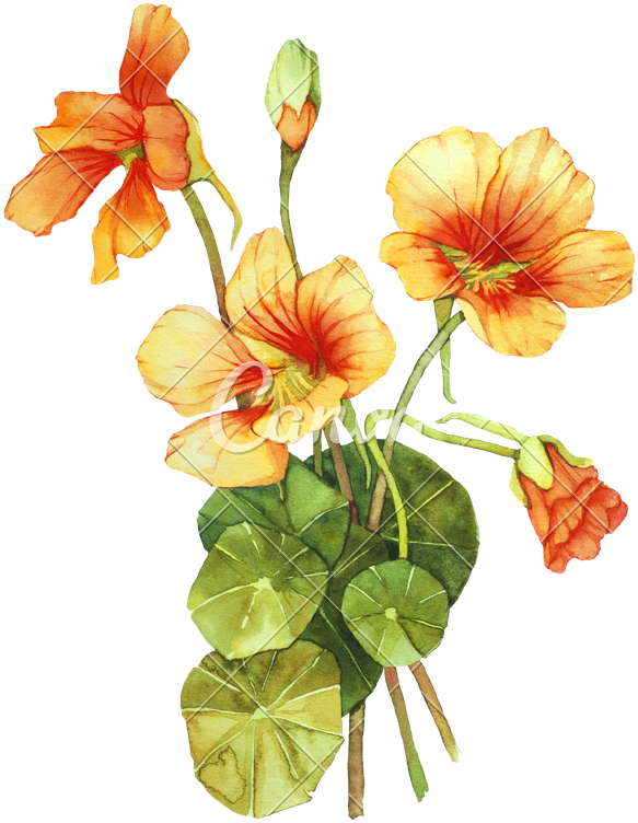 Nasturtium Flower - Nasturtium Drawing (612x800)