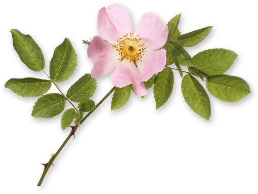 Fl 3 - Rosa Nutkana (535x394)