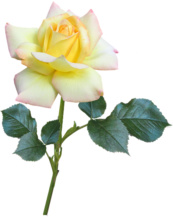 Rose (567x720)
