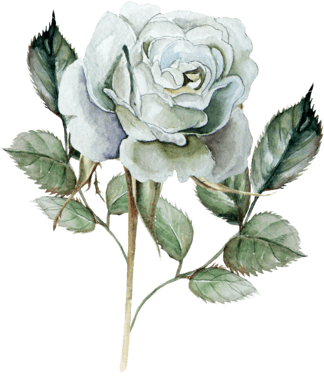 清新牡丹花卡通透明素材 - Rosas Acuarelas Blancas Png (324x379)