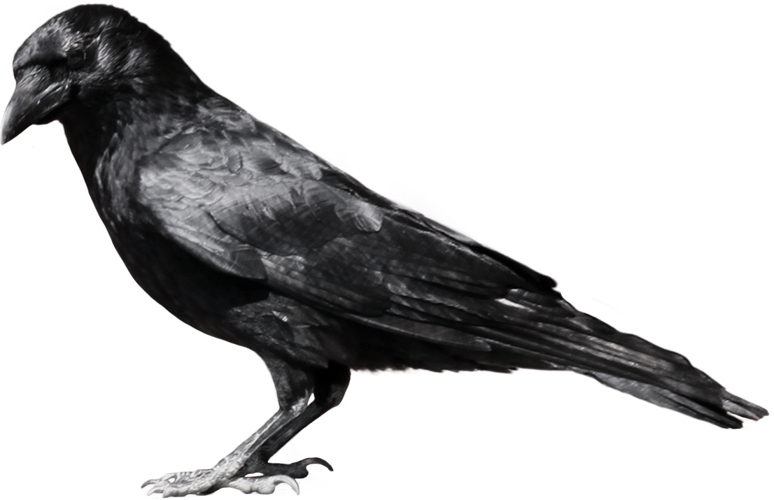 Crow Clipart - Crow Png (1106x715)