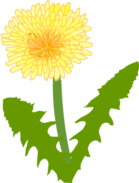タンポポ タンポポ - Dandelion (591x779)