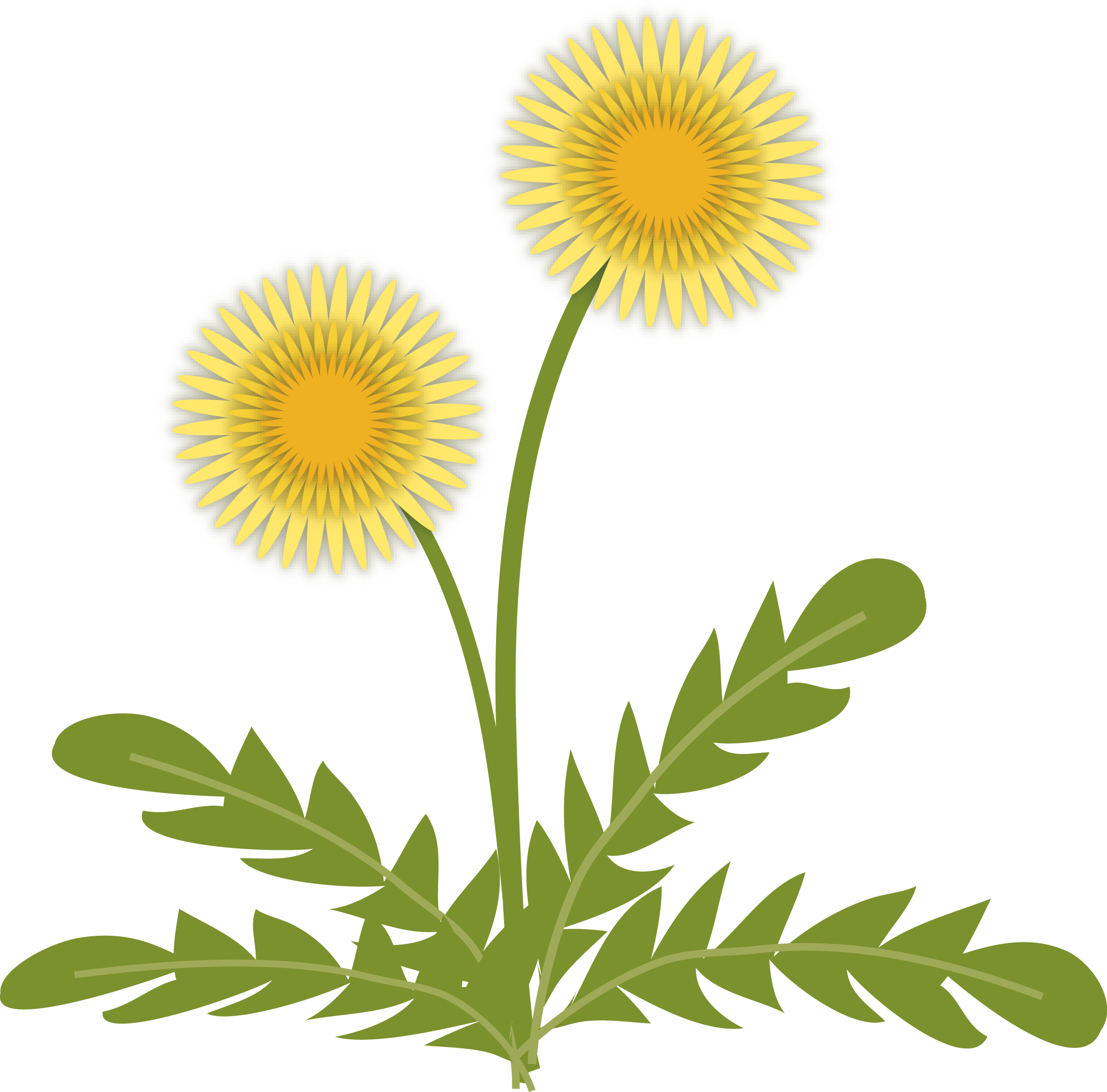 たんぽぽのイラスト - Clip Art (2330x2300)