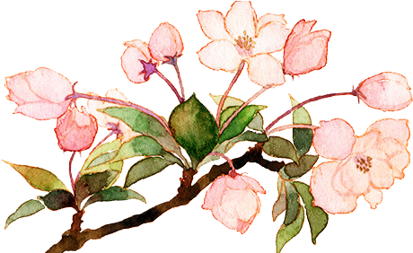 Deviantid - Flower Transparent (500x281)