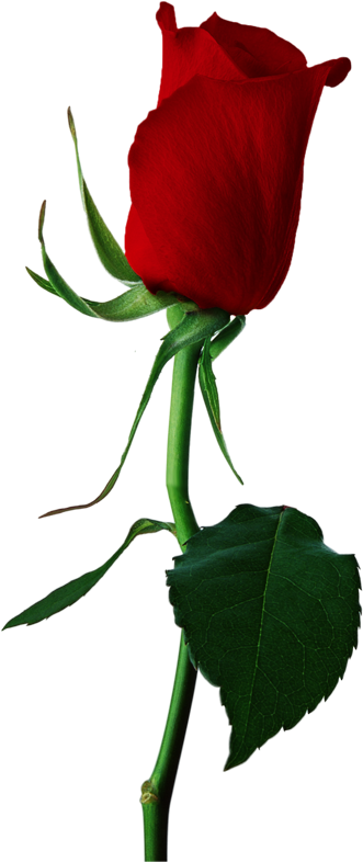 Red Rose Bud Png (350x800)