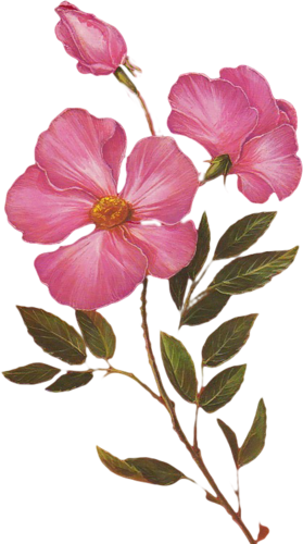 March Flowers Clipart (279x500)