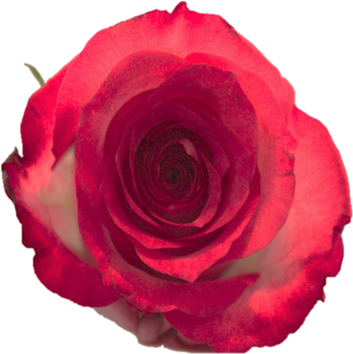 Floribunda (644x644)