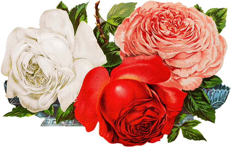 Scrapbooking Roses - Rose (827x574)