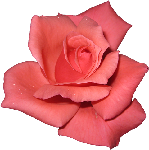 Pink Rose On Transparent Background (500x508)