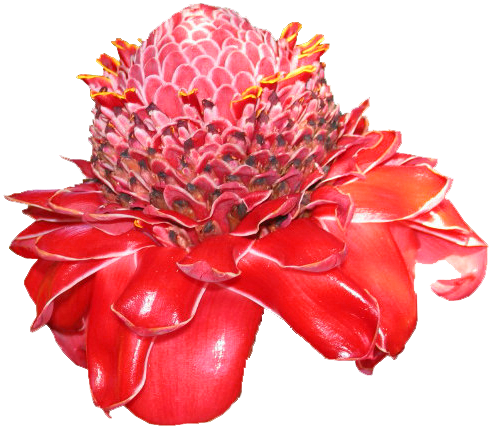 Red Ginger (492x429)