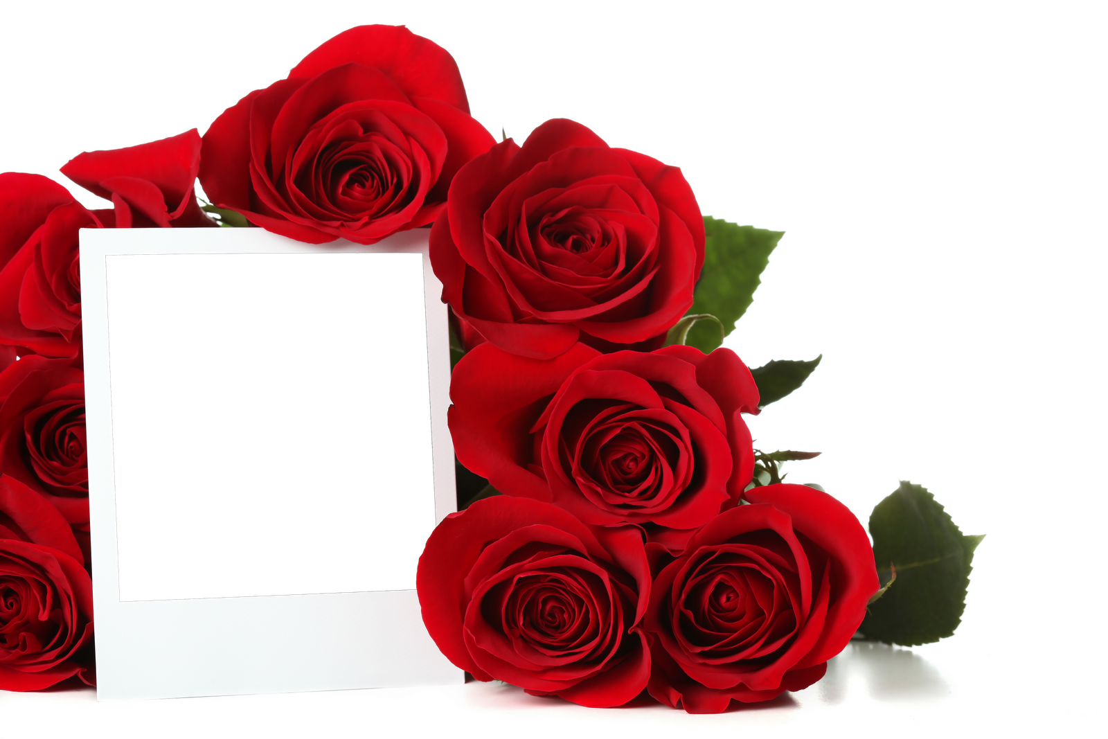 Discover - Roses Allah (1600x1067)