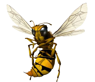 Hornet (400x346)