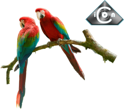 Red & Green Macaw Psd - Macaw (400x349)