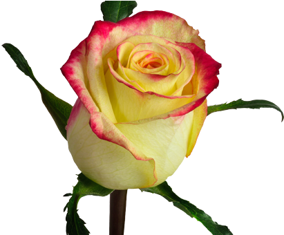 Navarra - Floribunda (420x339)