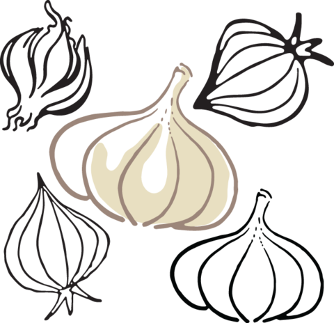 566 Garlick - Elephant Garlic (480x464)