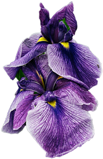 Iris-sm - Camden (325x378)