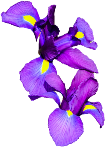 Iris × Hollandica (423x502)